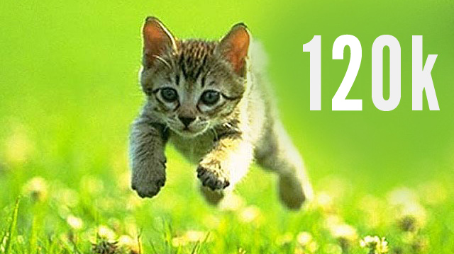 And here is another cat